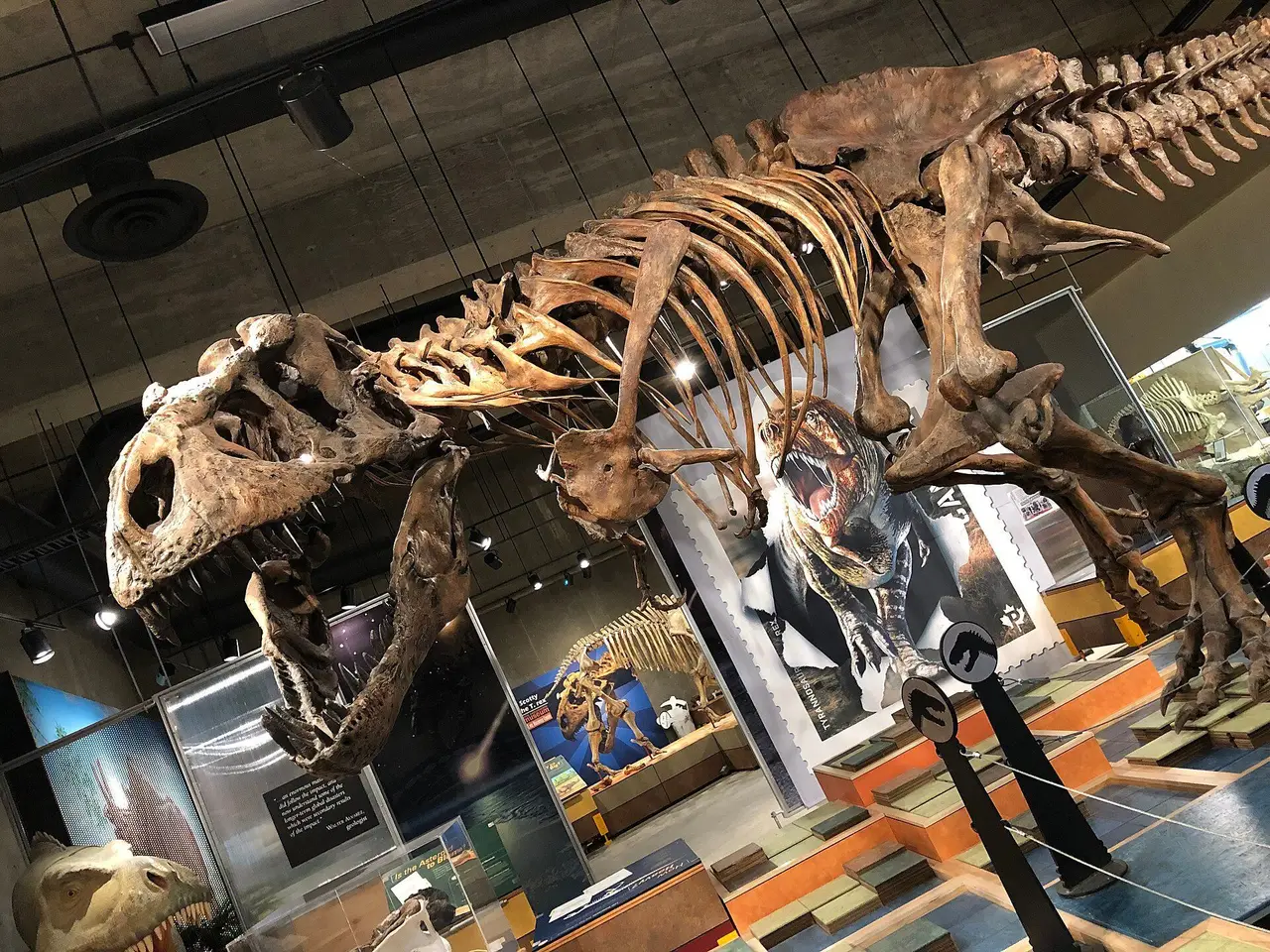 Scotty the T. rex skeleton cast at the T.rex Discovery Centre, 2019