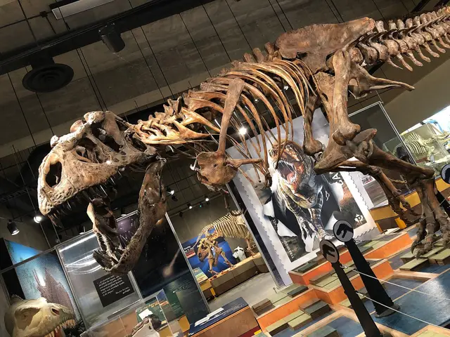 Scotty the T. rex skeleton cast at the T.rex Discovery Centre